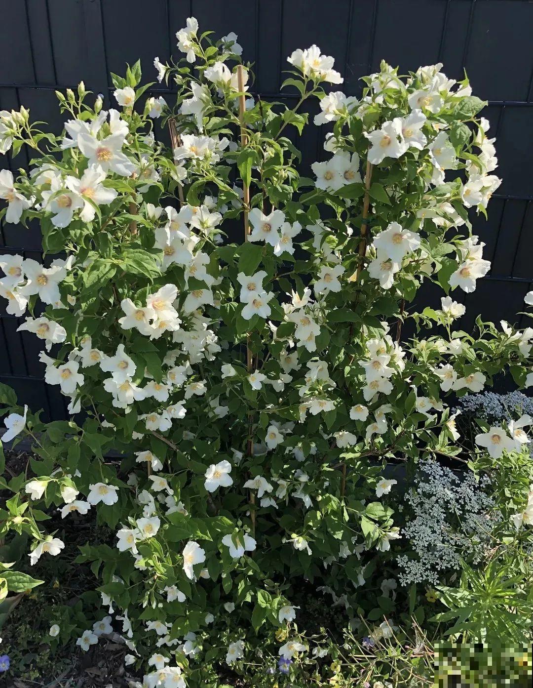 2米高的开花树，-30℃冻不死，大东北的院子都能养