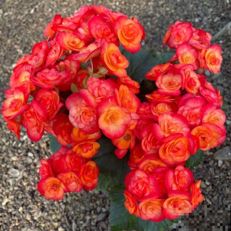 秋冬养盆丽格海棠,花朵像牡丹,有金玉满堂好兆头 秋冬养盆丽格海棠,花朵像牡丹,有金玉满堂好兆头