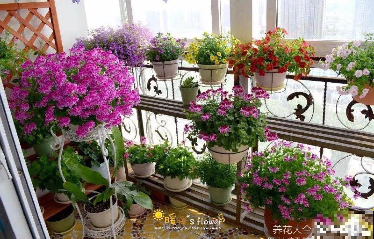 谁说封闭阳台难养花，我跟着邻居做了4步，变成小型花园
