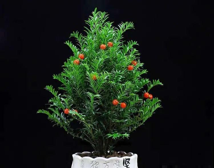 腊月买花要睁大眼,这8种花别要,养不活还浪费钱 腊月买花要睁大眼,这8种花别要,养不活还浪费钱