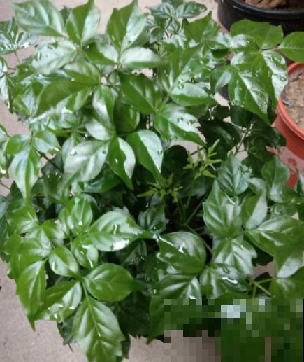 幸福树叶子哗哗掉,再不管,最后掉成“光杆司令” 幸福树叶子哗哗掉,再不管,最后掉成“光杆司令”