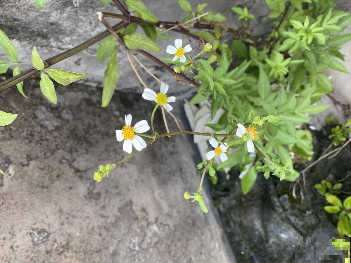 养花要注意“生物入侵”,只要发现一棵就得毁掉,不然惹来大麻烦 养花要注意“生物入侵”,只要发现一棵就得毁掉,不然惹来大麻烦