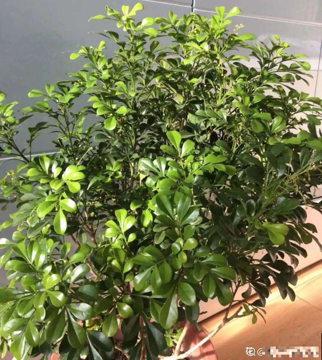 不良商贩真缺德，高价卖假货，不少人都上当