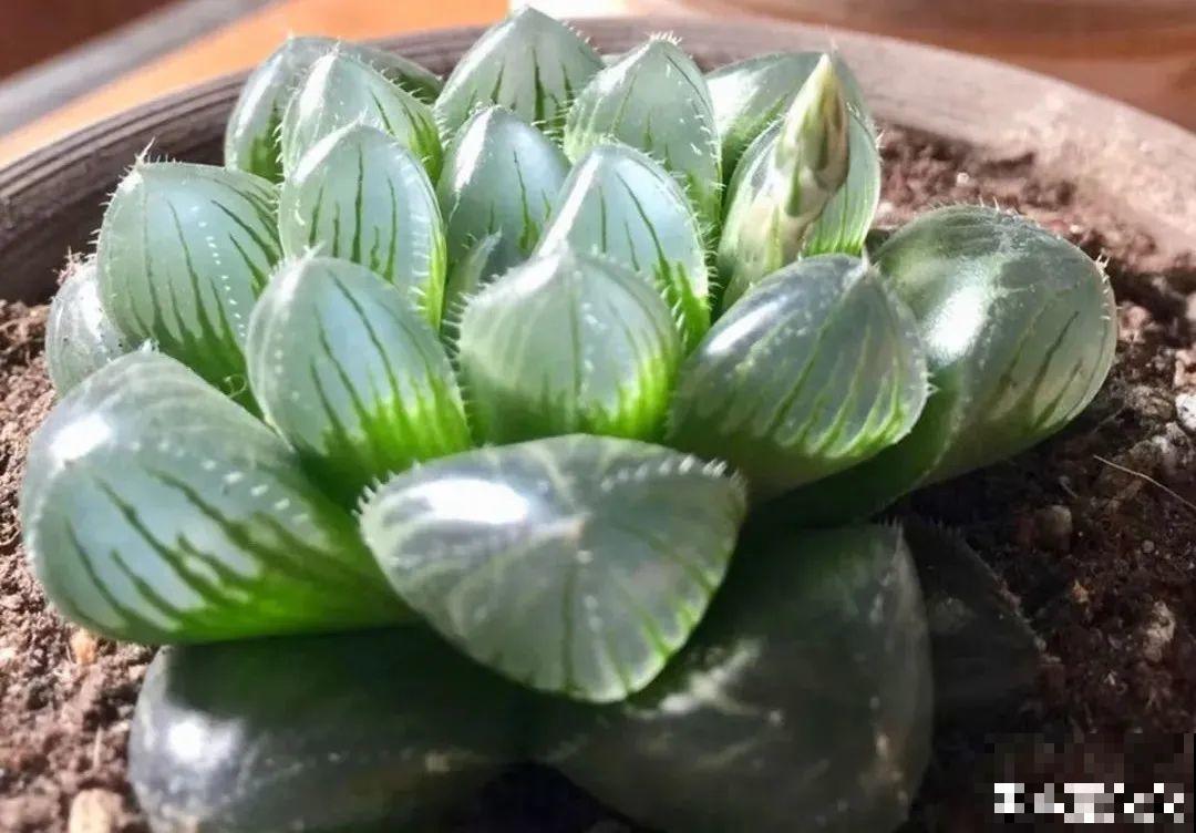 10种“怕晒花”，越晒死越快，半阴地儿反倒长得旺