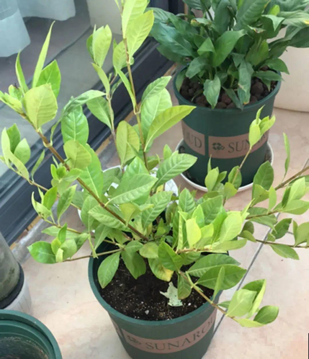 冬天6类花,叶片和花苞别喷水,一喷就烂了 冬天6类花,叶片和花苞别喷水,一喷就烂了