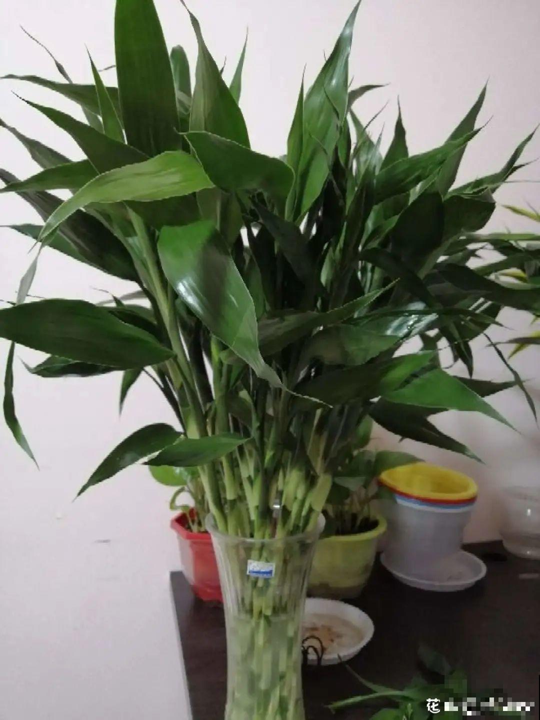 10种“怕晒花”，越晒死越快，半阴地儿反倒长得旺