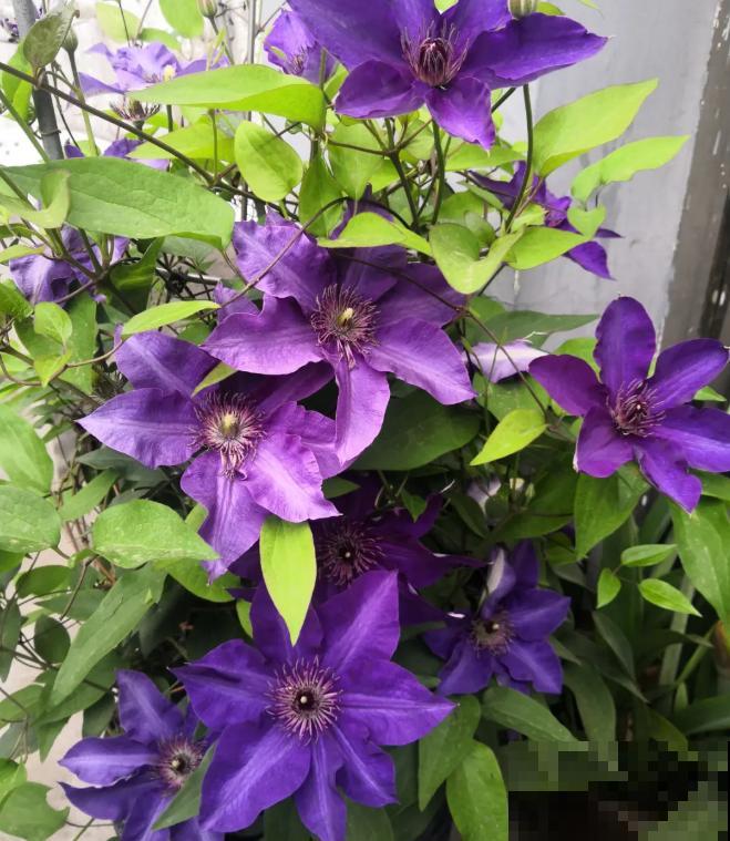 “花园三宝”之一,1年能开花上百天,冬天特别抗寒! “花园三宝”之一,1年能开花上百天,冬天特别抗寒!