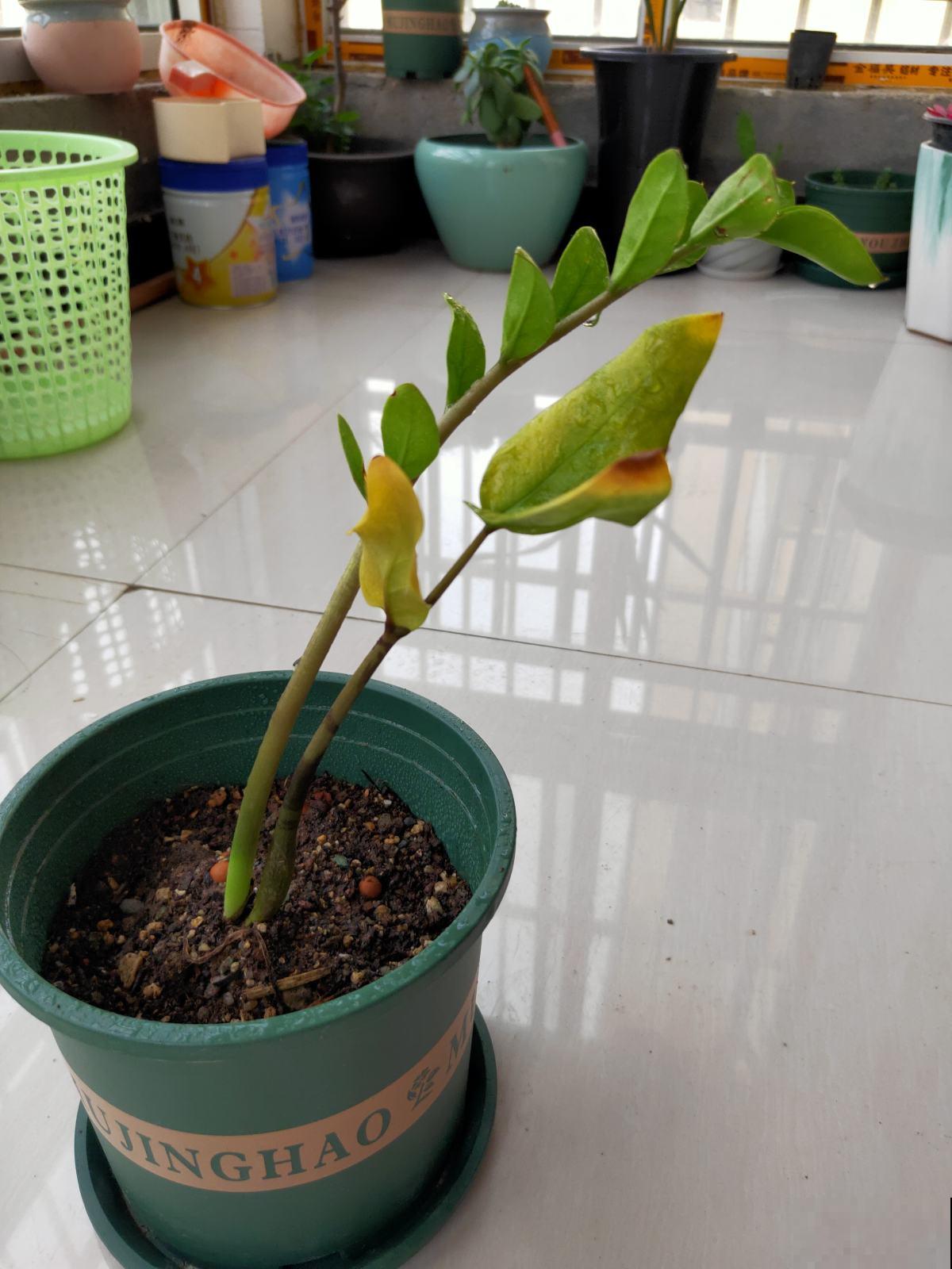 家里摆一盆金钱树，招财进宝寓意好，长得壮福气旺