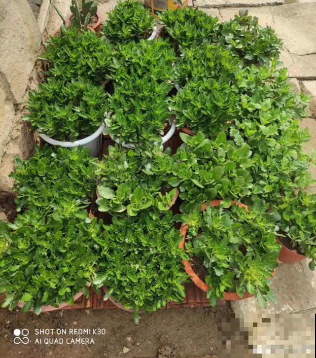 秋天给花补点“猛肥”,嫩芽一茬接一茬,花苞呼呼冒 秋天给花补点“猛肥”,嫩芽一茬接一茬,花苞呼呼冒