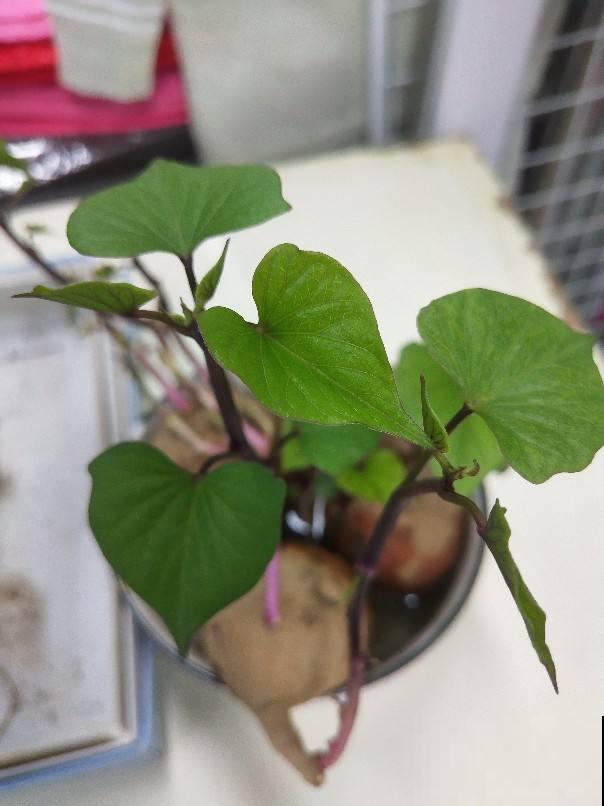 蔬菜头砍了别丢,好好养护,10天就能看到开花 蔬菜头砍了别丢,好好养护,10天就能看到开花