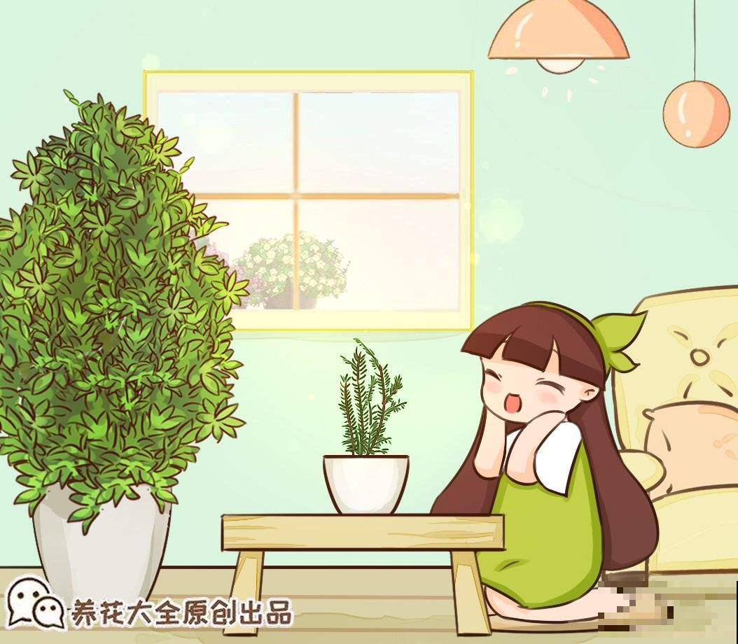 不常见的咖啡树，结果后引得众人围观，果子都被大妈们薅光
