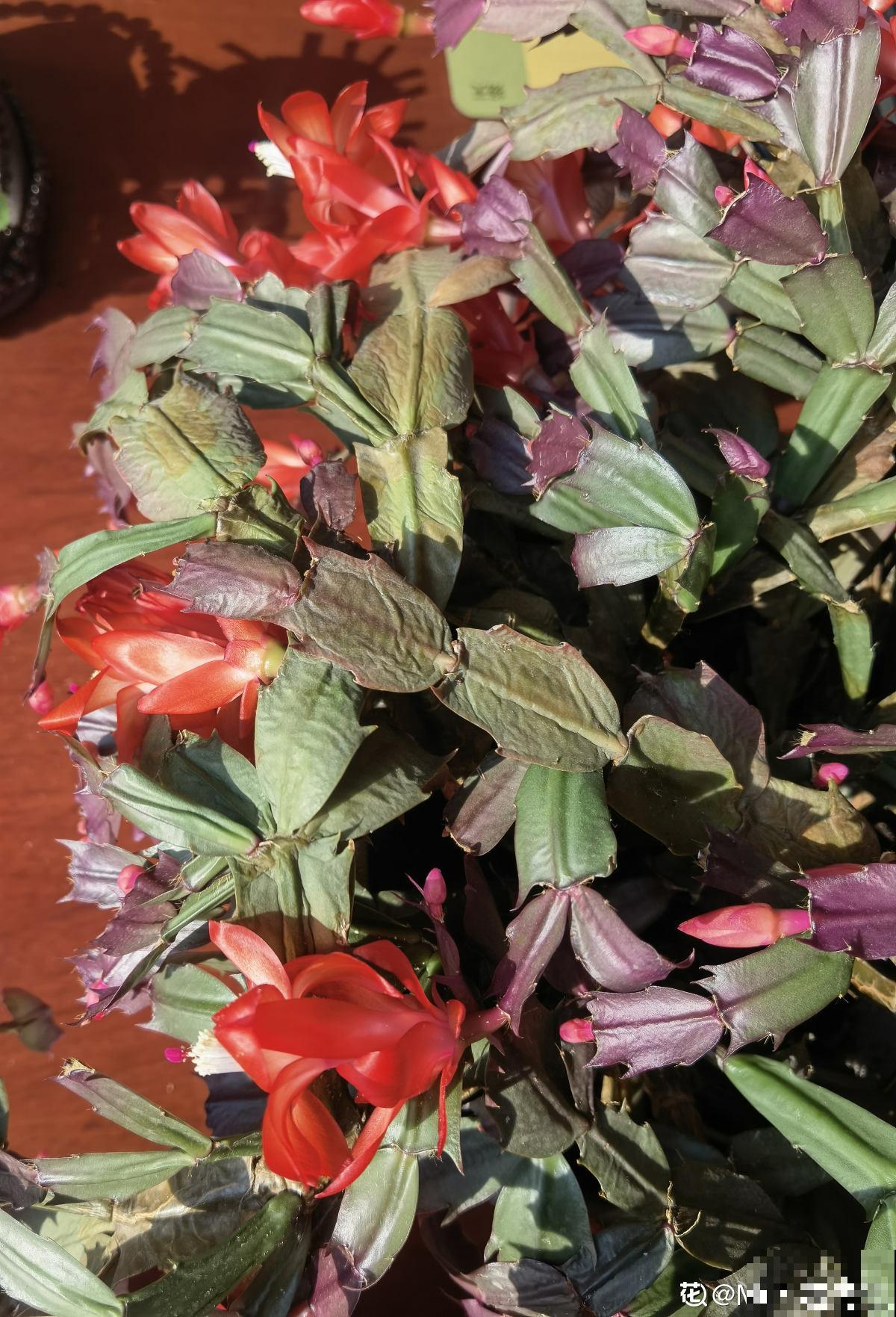 4个症状，汇总蟹爪兰秋季问题，对症下药才有效