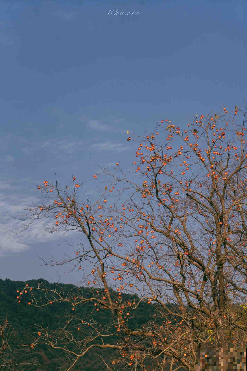 门前种三树,家旺富三世,3种“旺宅”树,养起来有“好兆头” 门前种三树,家旺富三世,3种“旺宅”树,养起来有“好兆头”