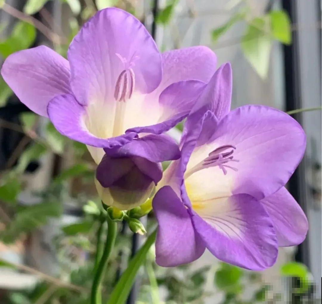 秋天在家养盆“香香花”，满屋子香味，还特耐寒