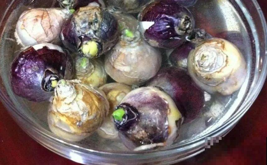 1种花就是“活香水”，一个“洋葱头”放水里，开花满屋飘香