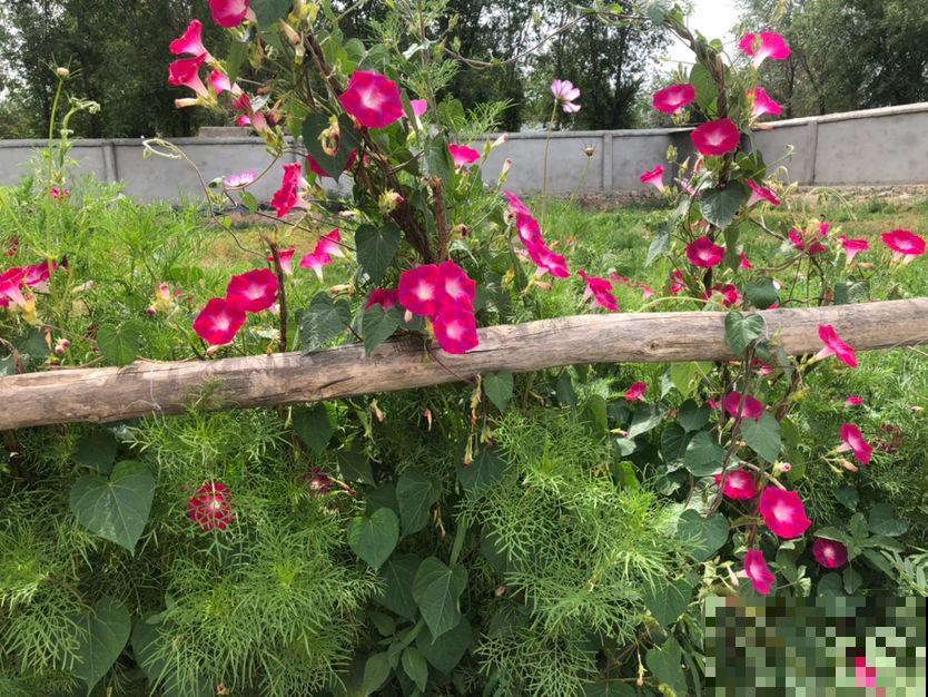 老小区都想装新电梯，我却迟迟不同意，太影响养花