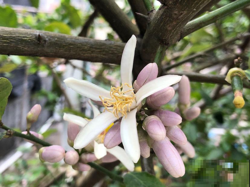 屋里养盆“杀菌花”，室内干净还养人，满屋子都是香味