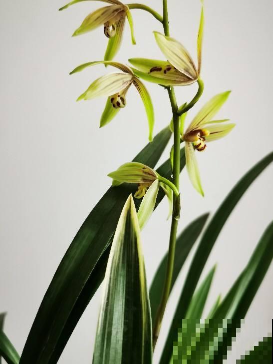 养兰花最怕死磕，4个“改变”，学会变通才是大神