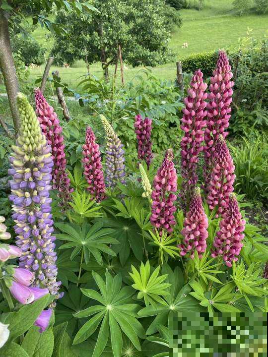 “一次性”的花，难怪怎么养都不再开花，开完就赶紧扔掉