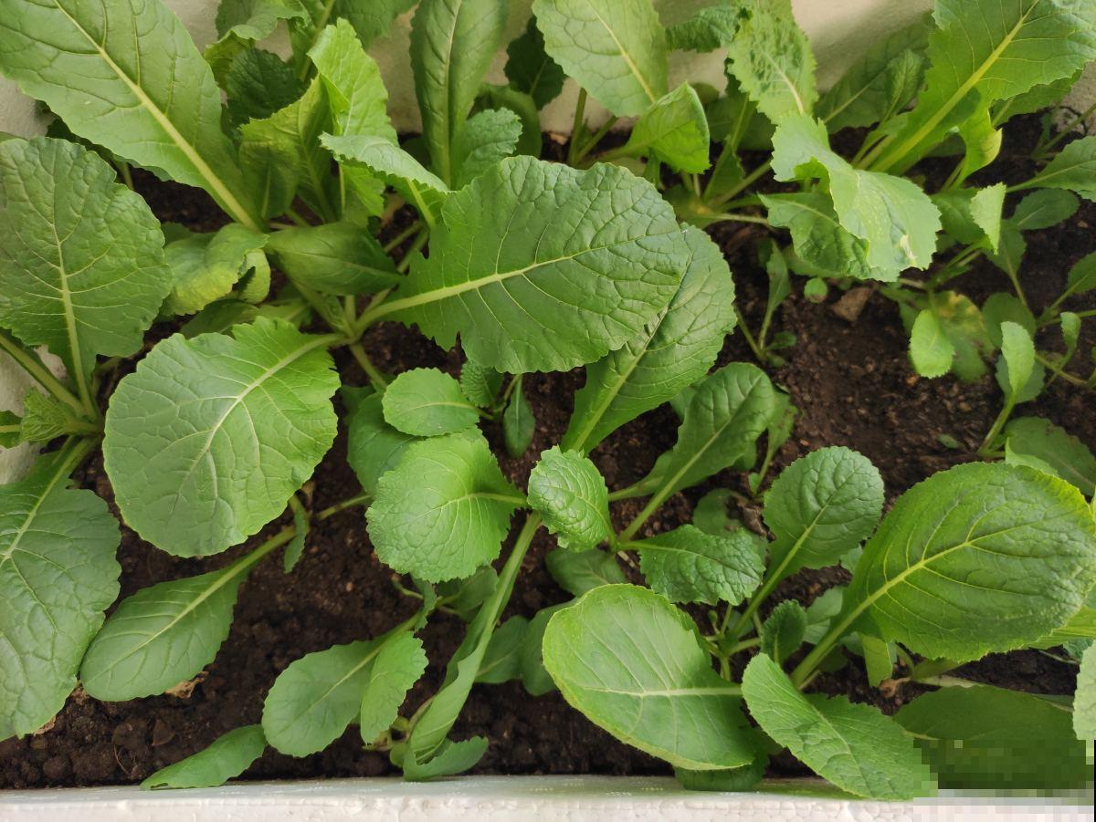 蔬菜头别扔,种土里乎乎长小苗,半个月就能吃 蔬菜头别扔,种土里乎乎长小苗,半个月就能吃