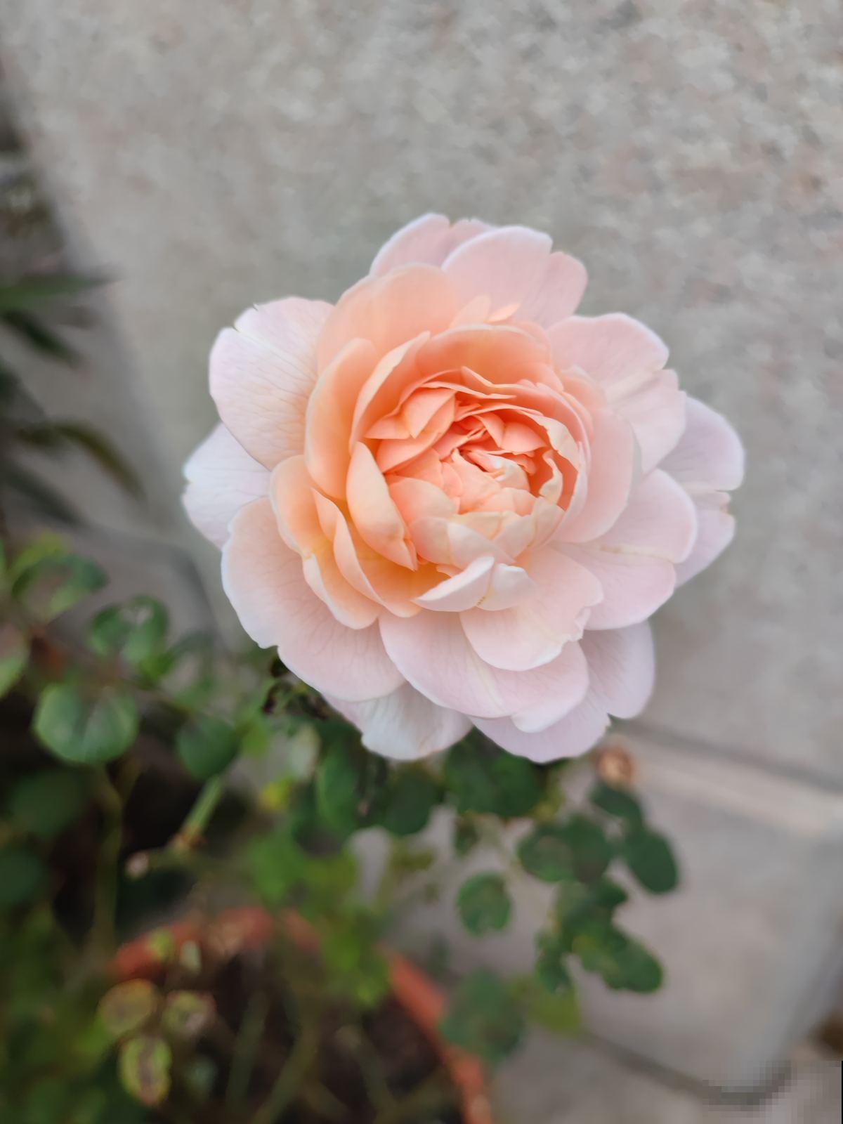 月季中的经典款，种在院子里气场全开，颜值高的不得了