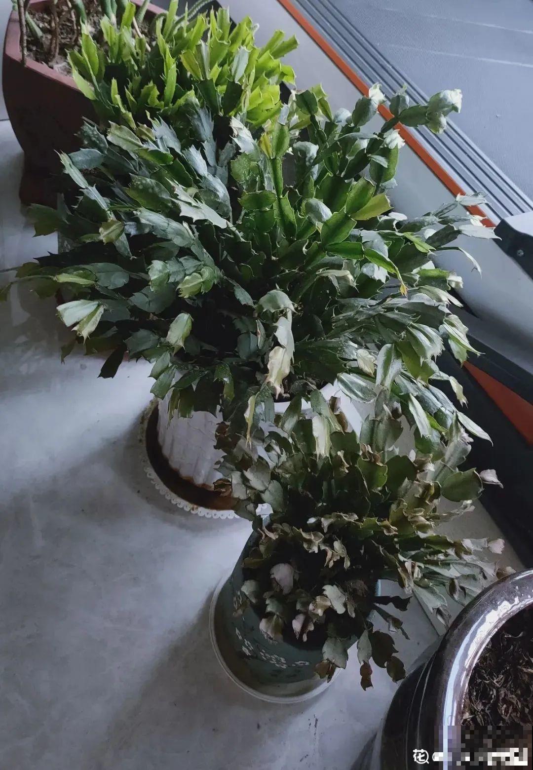 蟹爪兰软趴趴、掉花苞？它有“5怕”，避开后，叶片硬如铁！