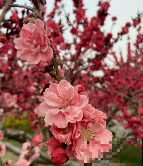 女人到了不同年龄段，代表的花也有变化，你觉得对吗