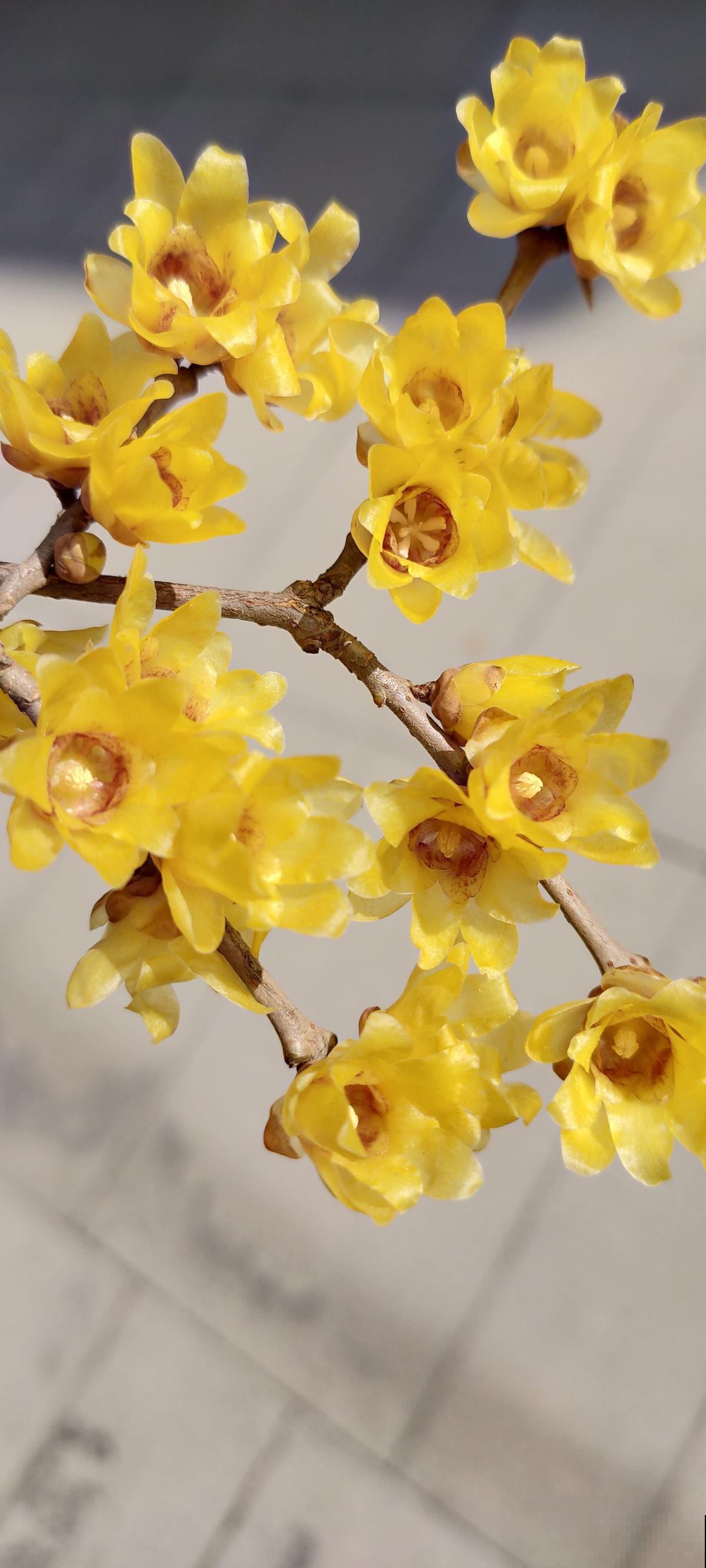 秋冬季节养花，选对了耐寒开花多，这份购花指南不能少