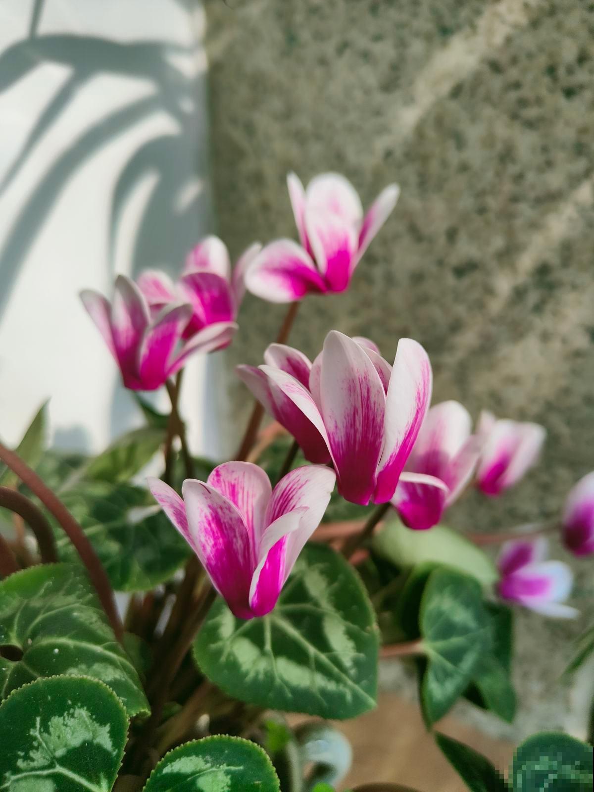 8种招财花，年底养家里，招财进宝有好兆头