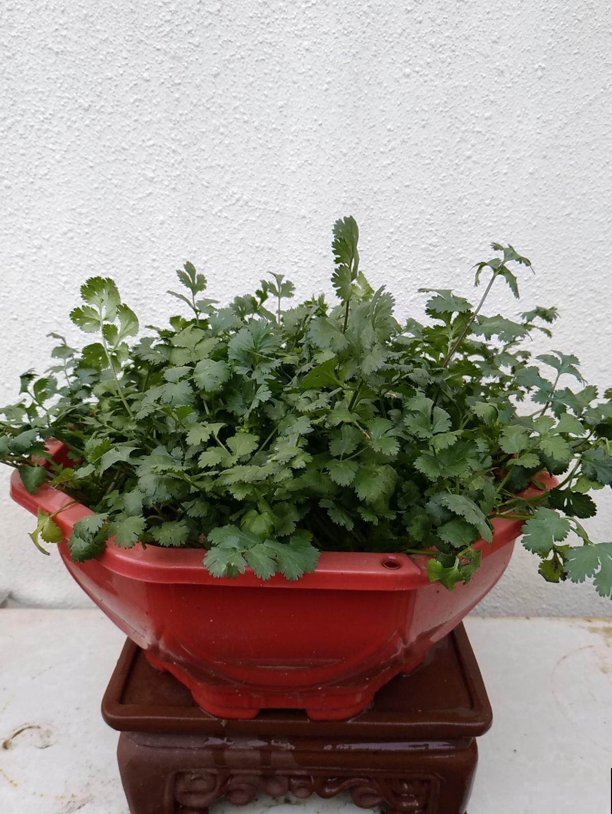 5种“大叶菜”,冬天冻不死寒冬腊月照样吃,家里养一盆正合适 5种“大叶菜”,冬天冻不死寒冬腊月照样吃,家里养一盆正合适