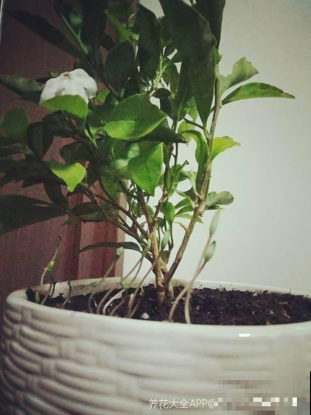 盆栽花卉最讨厌“杂草”,再不拔掉,养分都要被抢没了 盆栽花卉最讨厌“杂草”,再不拔掉,养分都要被抢没了