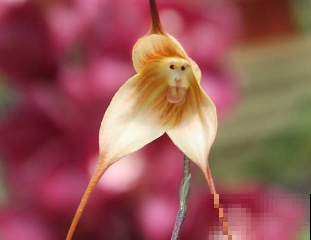 10种神秘的花，花市里，总能听到它的传说