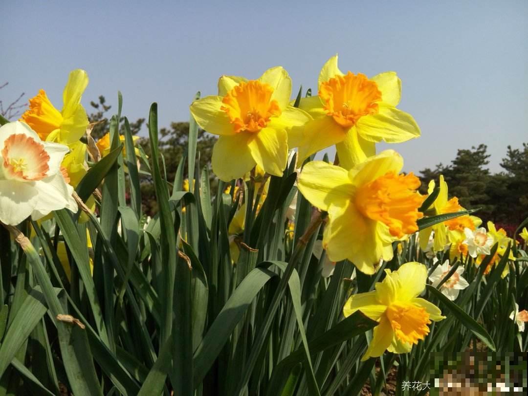 秋天土里埋个“洋葱头”，成活很容易，开出绝美花箭