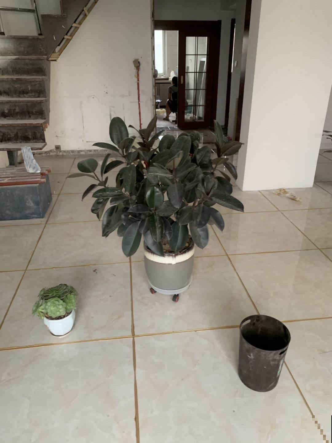 “植物杀手”的3大特征，你都中招了吗，及时纠正才是硬道理