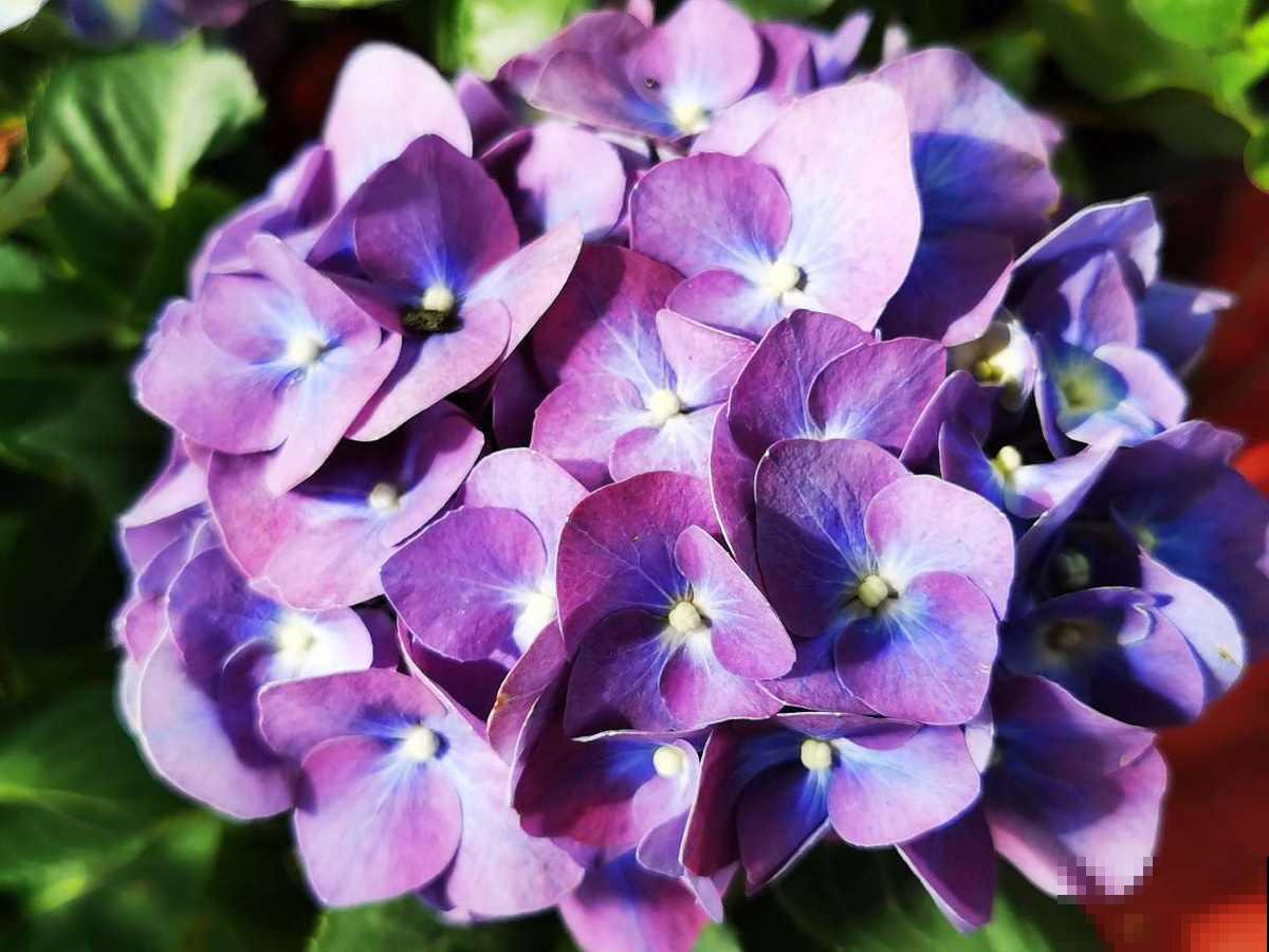 养花之后我变了,整天喜欢“捡垃圾”,还当成宝贝爱不释手 养花之后我变了,整天喜欢“捡垃圾”,还当成宝贝爱不释手