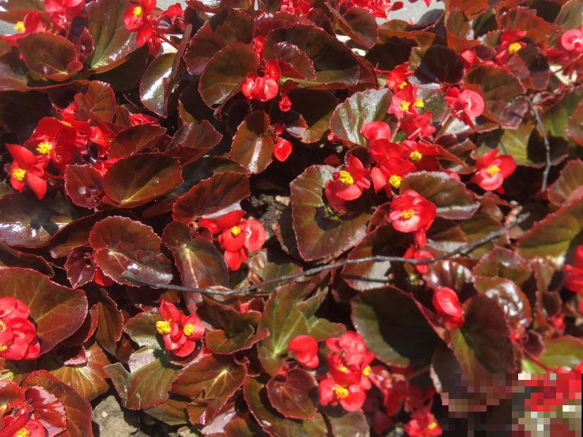 1种“有毒花”危险，但养的人真不少，四季开花花期超长