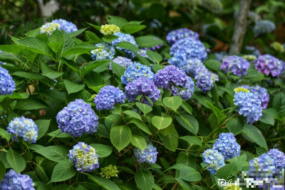 4组花长得太像,实在太容易认错,你能认出几个? 4组花长得太像,实在太容易认错,你能认出几个?