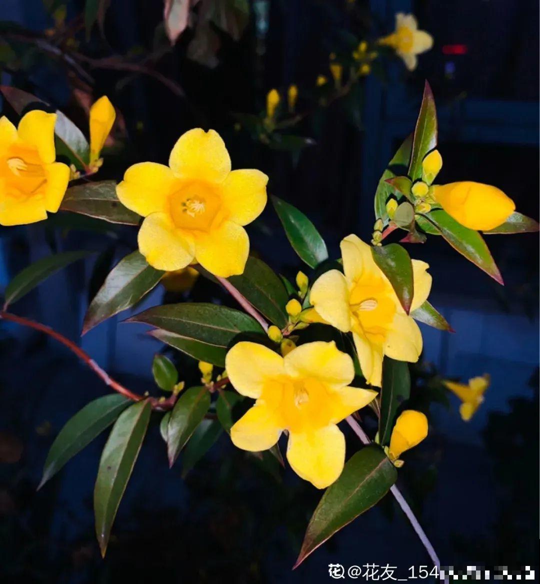 花量巨大的法国香水,被称作开花界“航空母舰”,花期能有大半年 花量巨大的法国香水,被称作开花界“航空母舰”,花期能有大半年
