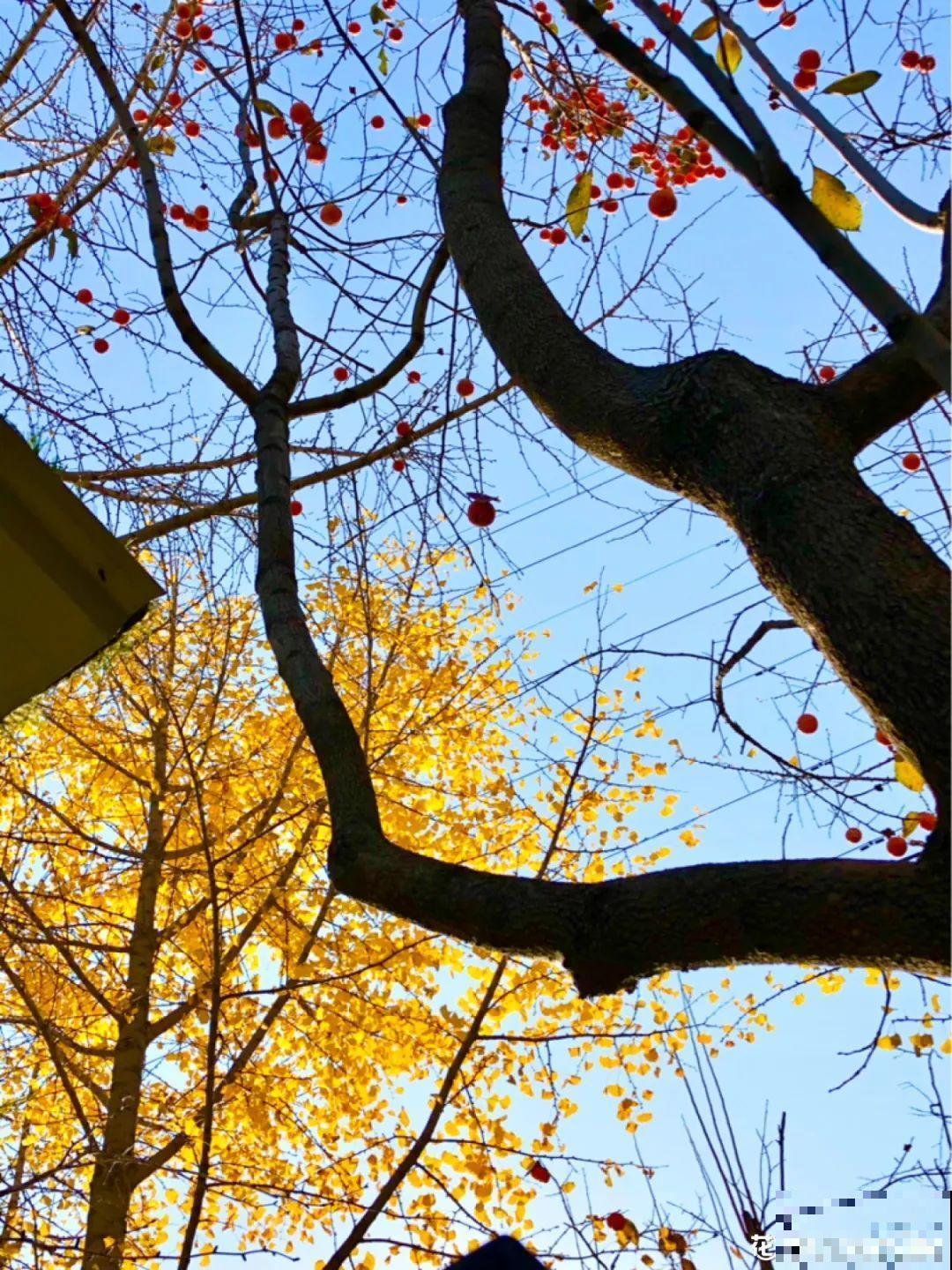 带着父母回农村，把老院子种满花，过简单生活