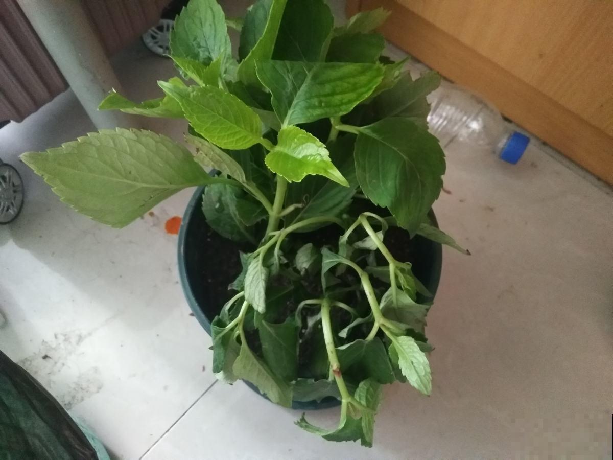 新买回家的花总是蔫叶，记住养花4要点，叶子油亮花开爆