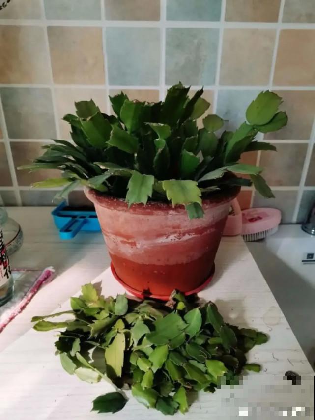 蟹爪兰“睡醒了”，给花施点肥，花苞呼呼冒