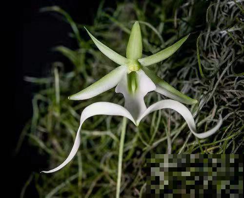 8种花特“尊贵”,一般人见不到,全见过的人太少 8种花特“尊贵”,一般人见不到,全见过的人太少