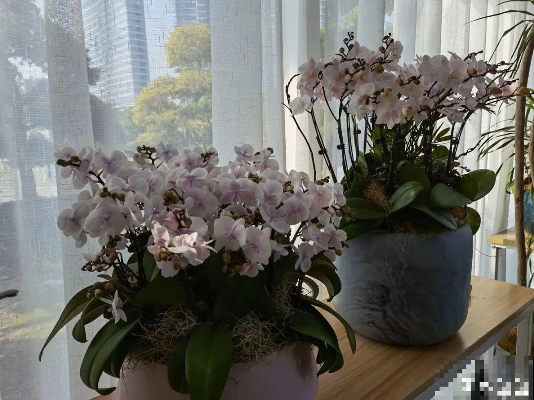 能开大半年的“蝴蝶花”,皮实耐阴好养活,养在家里喜庆热闹 能开大半年的“蝴蝶花”,皮实耐阴好养活,养在家里喜庆热闹