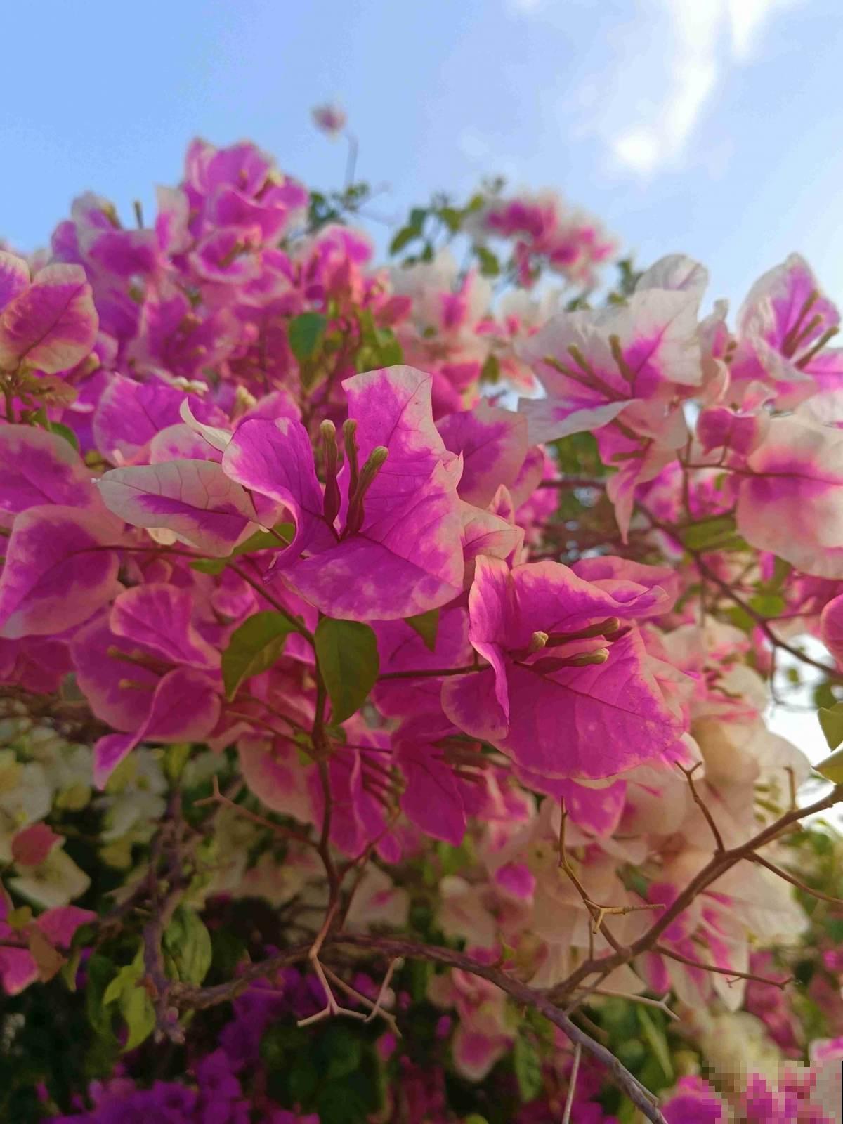 不负责任的养花歪招，专坑小白，你中招了吗