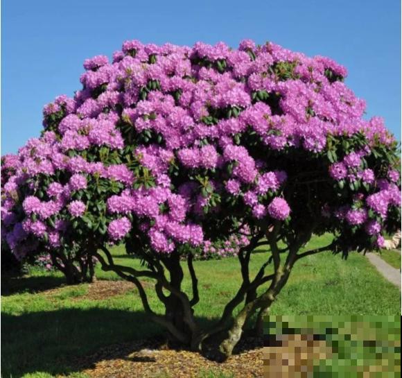 66万一盆的花,真是够贵的,打工几十年也攒不出一盆 66万一盆的花,真是够贵的,打工几十年也攒不出一盆