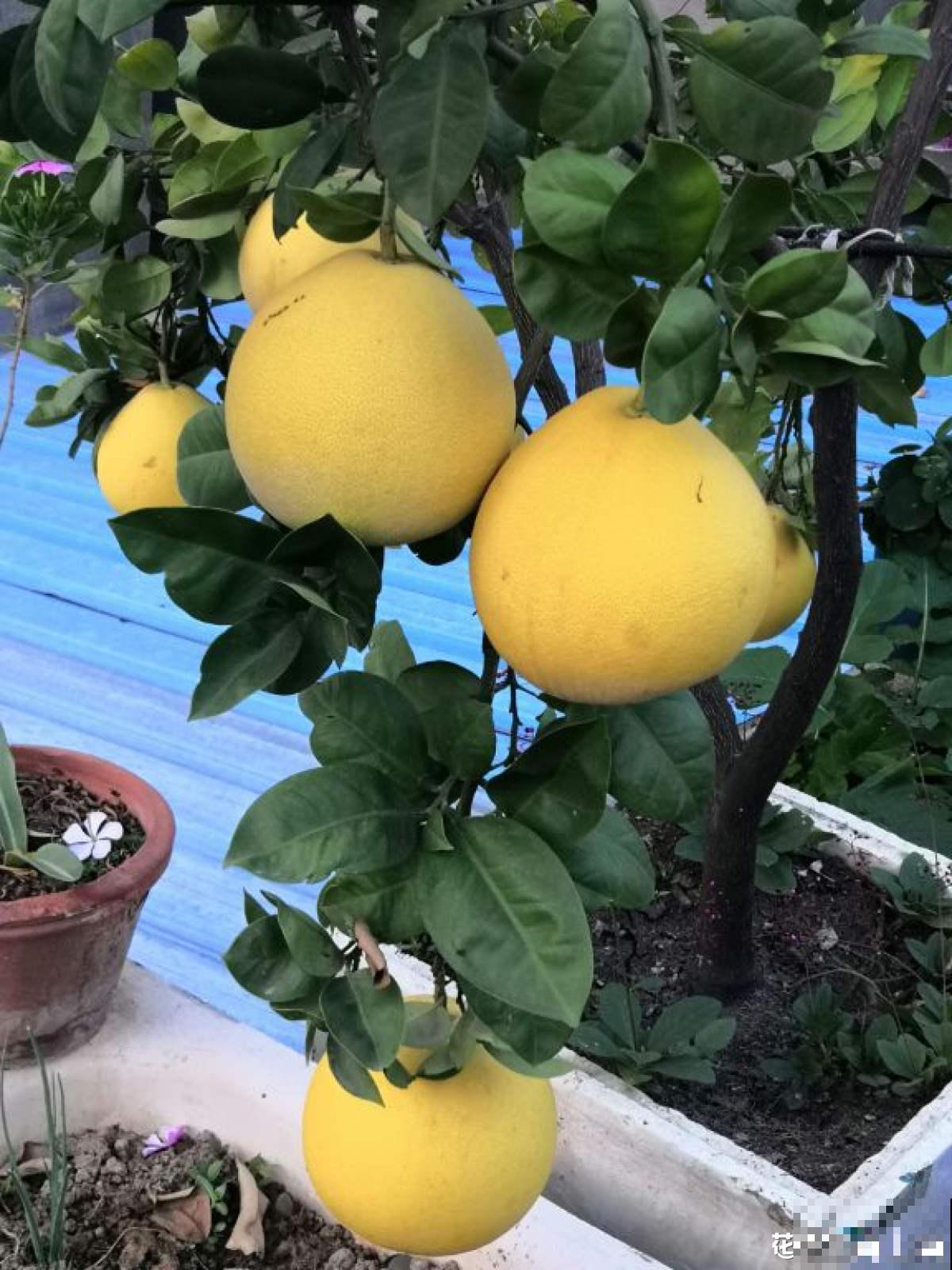 4种果树特旺宅，好看好养又好吃，还都是当季水果