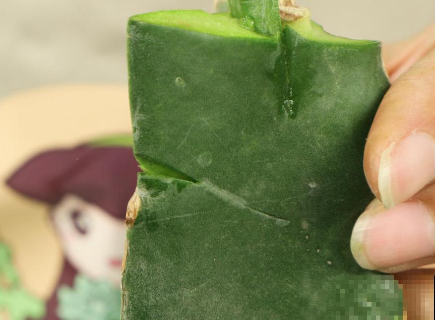 冬天扦插6种花，简单易成活，一盆变多盆