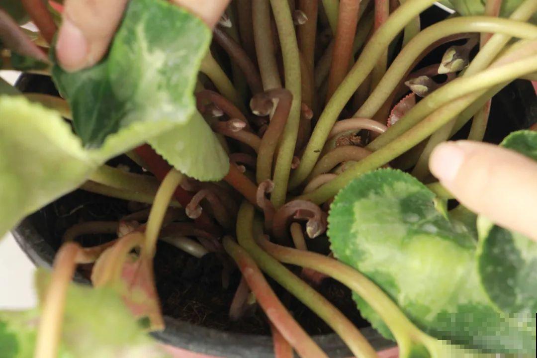 10种旺运花，一个月内要涨价，现在赶紧买