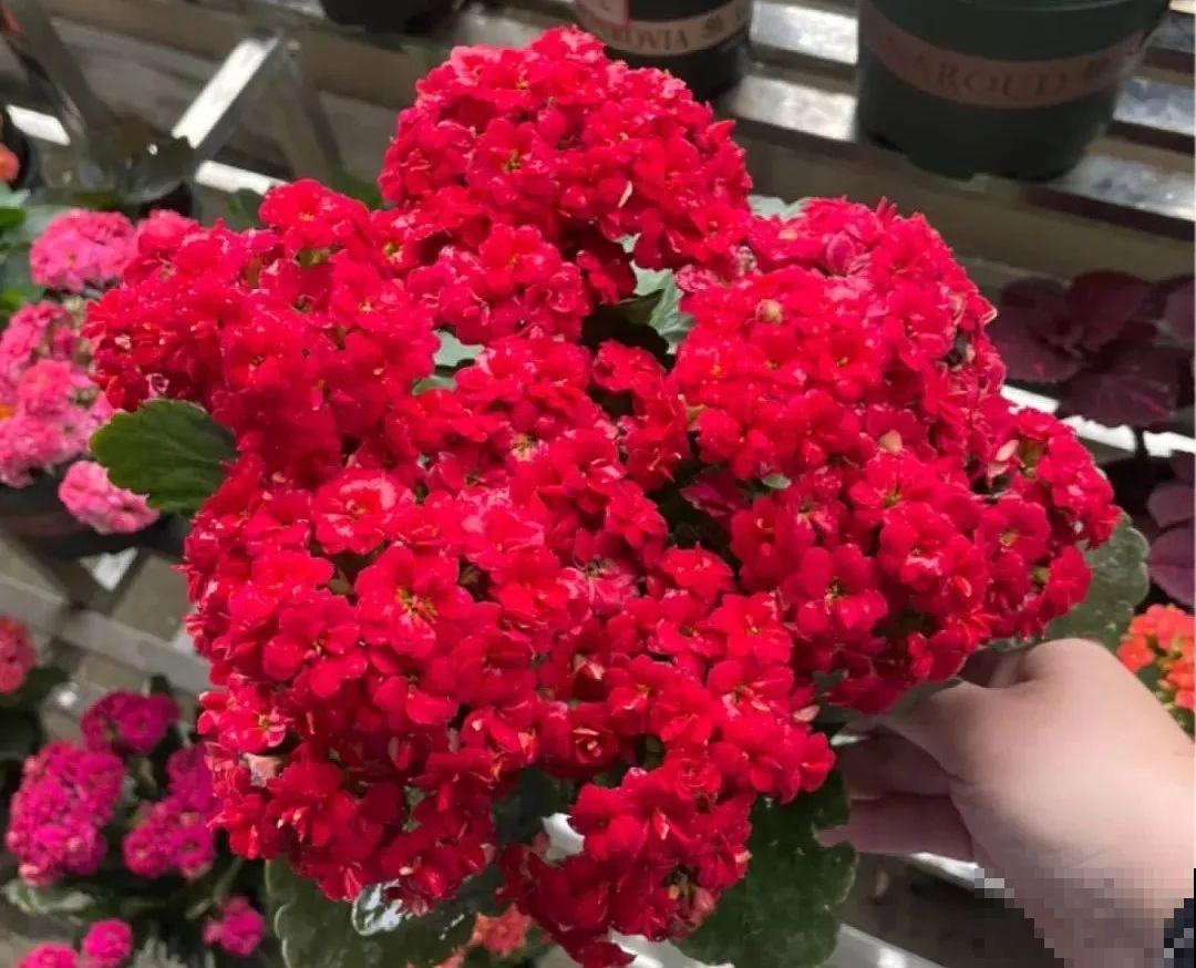 冬天常见的“吉利花”，耐旱皮实花量大，大半年都在开花