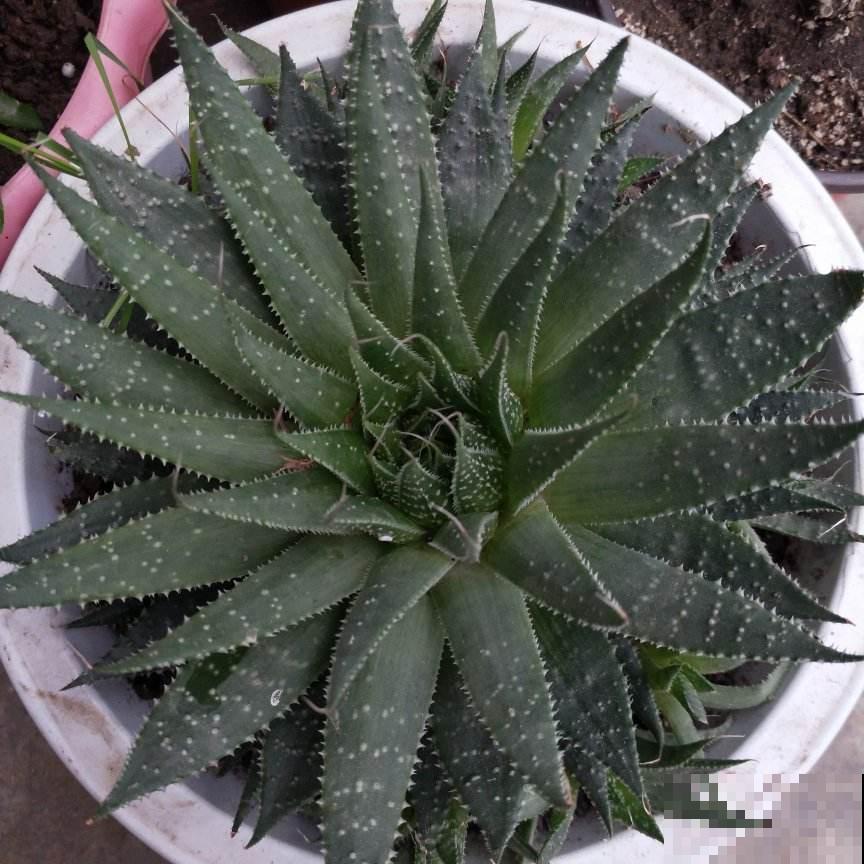 植物界的“女王大人”，自带女王气场，光听名字就很霸气